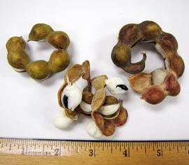  Fruit:   Pithecellobium dulce , opened fruits with white flesh and black seeds; Photo by N. Diaz, USDA APHIS PPQ, imageID.idtools.org
